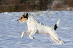 hundefotos parson_russell_terrier