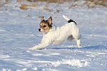hundefotos parson_russell_terrier