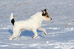 hundefotos parson_russell_terrier