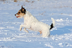 hundefotos parson_russell_terrier