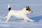 hundefotos parson_russell_terrier