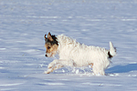 hundefotos parson_russell_terrier