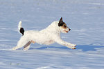 hundefotos parson_russell_terrier
