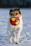 hundefotos parson_russell_terrier