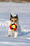 hundefotos parson_russell_terrier