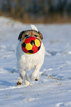 hundefotos parson_russell_terrier