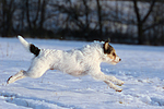 hundefotos parson_russell_terrier