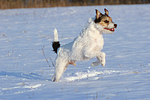 hundefotos parson_russell_terrier