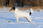 hundefotos parson_russell_terrier