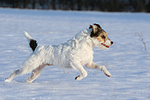 hundefotos parson_russell_terrier