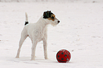 hundefotos parson_russell_terrier