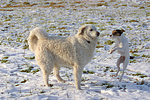 hundefotos parson_russell_terrier
