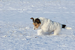 hundefotos parson_russell_terrier