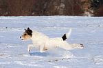 hundefotos parson_russell_terrier
