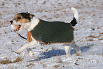 hundefotos parson_russell_terrier
