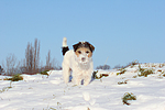 hundefotos parson_russell_terrier