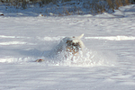 hundefotos parson_russell_terrier
