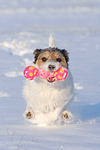 hundefotos parson_russell_terrier