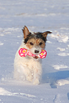 hundefotos parson_russell_terrier