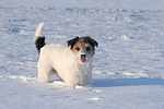 hundefotos parson_russell_terrier