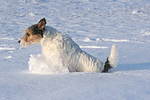 hundefotos parson_russell_terrier