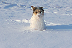 hundefotos parson_russell_terrier