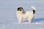 hundefotos parson_russell_terrier