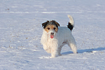 hundefotos parson_russell_terrier