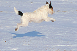 hundefotos parson_russell_terrier