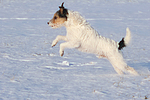 hundefotos parson_russell_terrier