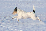 hundefotos parson_russell_terrier