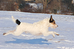 hundefotos parson_russell_terrier