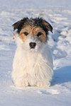 hundefotos parson_russell_terrier