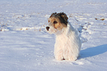 hundefotos parson_russell_terrier