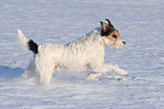 hundefotos parson_russell_terrier