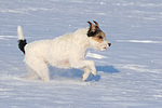 hundefotos parson_russell_terrier