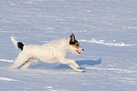 hundefotos parson_russell_terrier