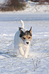 hundefotos parson_russell_terrier