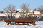 hundefotos parson_russell_terrier