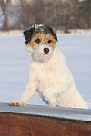 hundefotos parson_russell_terrier