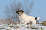 hundefotos parson_russell_terrier