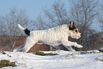 hundefotos parson_russell_terrier
