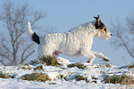 hundefotos parson_russell_terrier