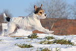 hundefotos parson_russell_terrier