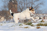 hundefotos parson_russell_terrier