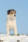 hundefotos parson_russell_terrier
