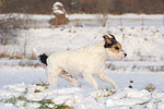 hundefotos parson_russell_terrier