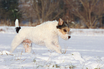 hundefotos parson_russell_terrier