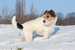 hundefotos parson_russell_terrier