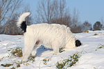hundefotos parson_russell_terrier